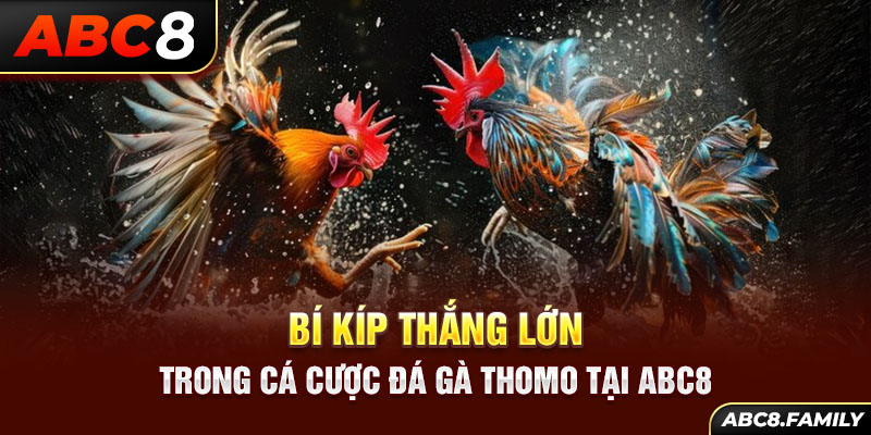 Bí kíp thắng lớn trong cá cược đá gà thomo tại ABC8