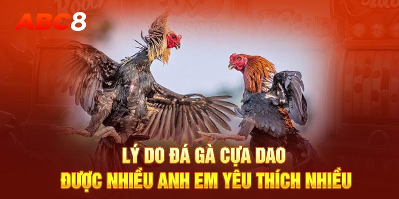 Lý do đá gà cựa dao được nhiều anh em yêu thích nhiều