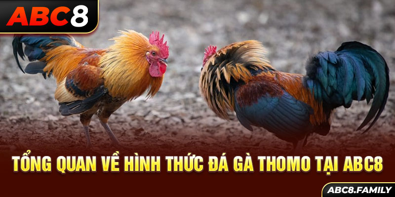 Tổng quan về hình thức đá gà thomo tại ABC8